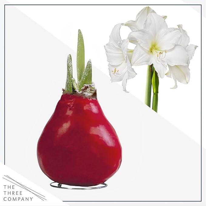 Waxed Amaryllis Bulb - Red Wax, White Blooms - Easy Care - No Watering Needed! Beautiful Spring Décor, Valentine's Day Special