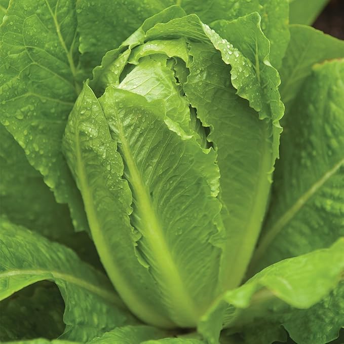 Burpee Paris White Cos Lettuce Seeds 750 seeds