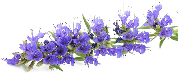 TKE Farms & Gardens - Hyssop Seeds for Planting, 500+ Non-GMO Heirloom Herb Seeds, Aromatic Medicinal Herb with Minty Flavor, Easy to Grow, Attracts Pollinators, Instructions Included, Qty 1