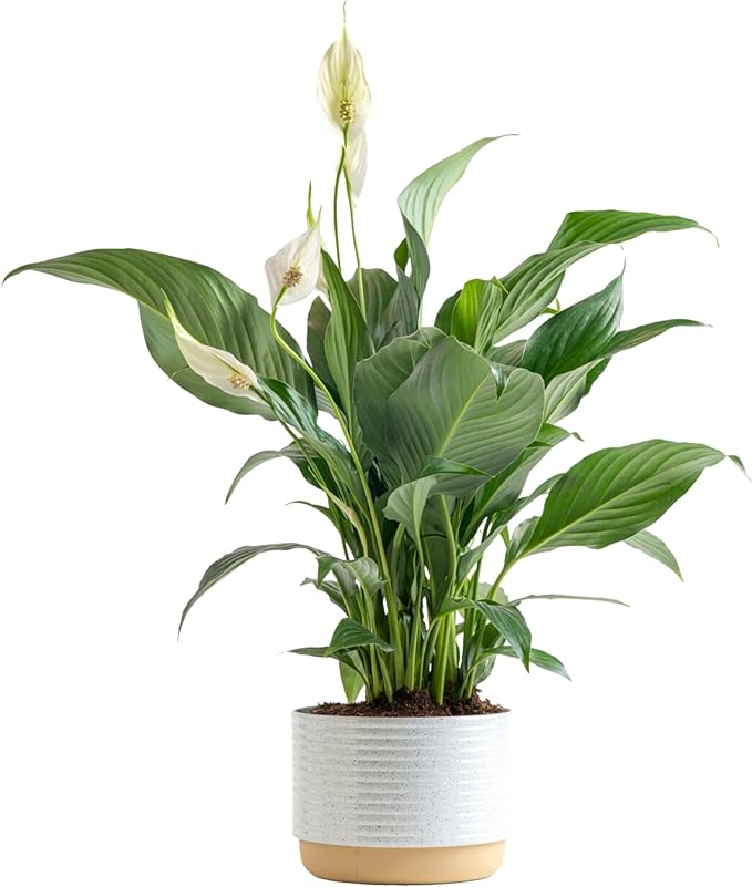 Costa Farms Peace Lily, Live Indoor Plant with Flowers, Easy to Grow Houseplant in Decorative Pot, Potting Soil, 1 Foot Tall| Valentines Day Gift | Valentines Day Decoration