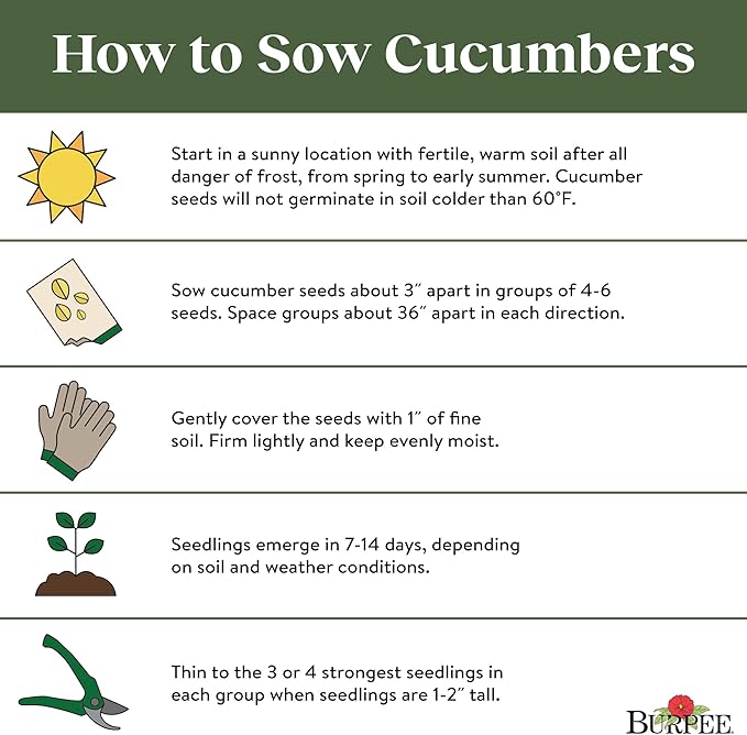 Burpee 'Lemon' Cucumber Seeds, 100 Non-GMO seeds, Heirloom