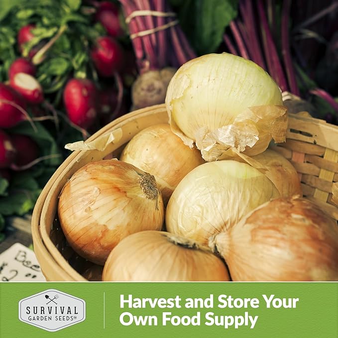 Yellow Sweet Spanish Onion Seed for Planting - 5 Packets with Instructions to Plant and Grow Long Day Onions in Your Home Vegetable Garden - Non-GMO Heirloom Variety - Survival Garden Seeds