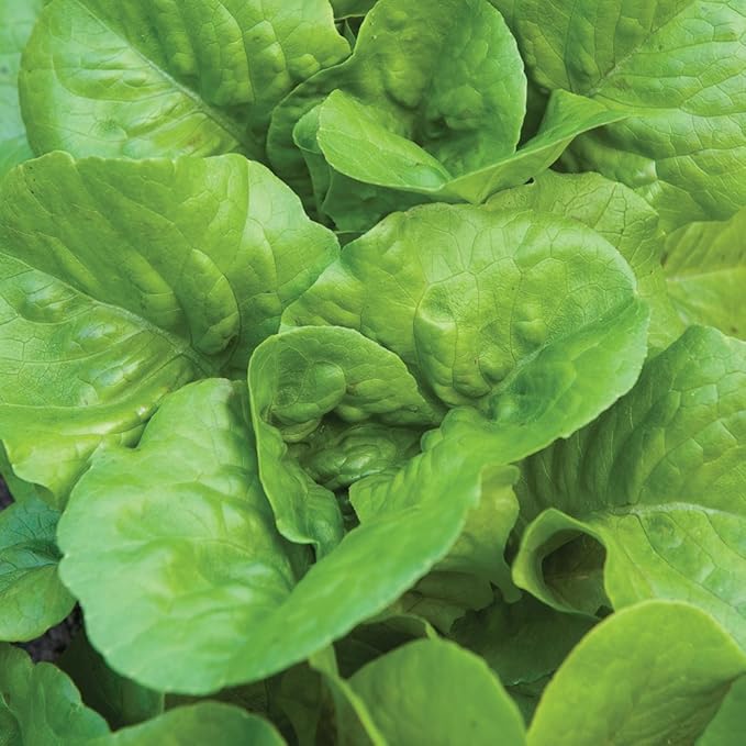 Burpee Burpee Bibb Lettuce Seeds 2500 seeds