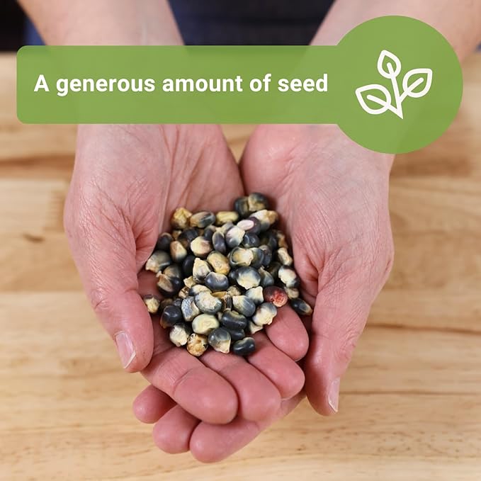 Sow Right Seeds - Bulk Blue Hopi Corn Seeds for Planting - 1 Ounce, 85 Seeds - Non-GMO Heirloom Jumbo Pack Grow an Outdoor Home Vegetable Garden - Grow Loads of Corn to Eat or Use as Ornamental