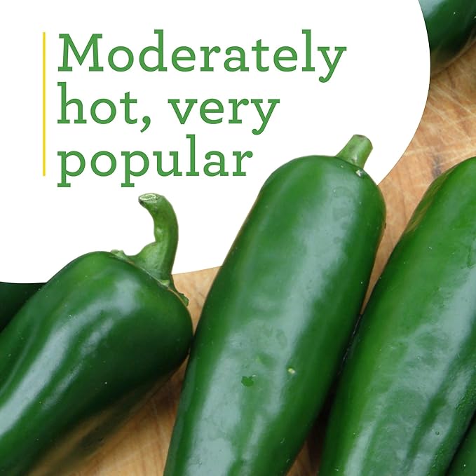 Bonnie Plants Jalapeno Pepper Plug, Live Plant, A Popular Chile Pepper, Full Sun, 3 Cubic in., 6 Pack