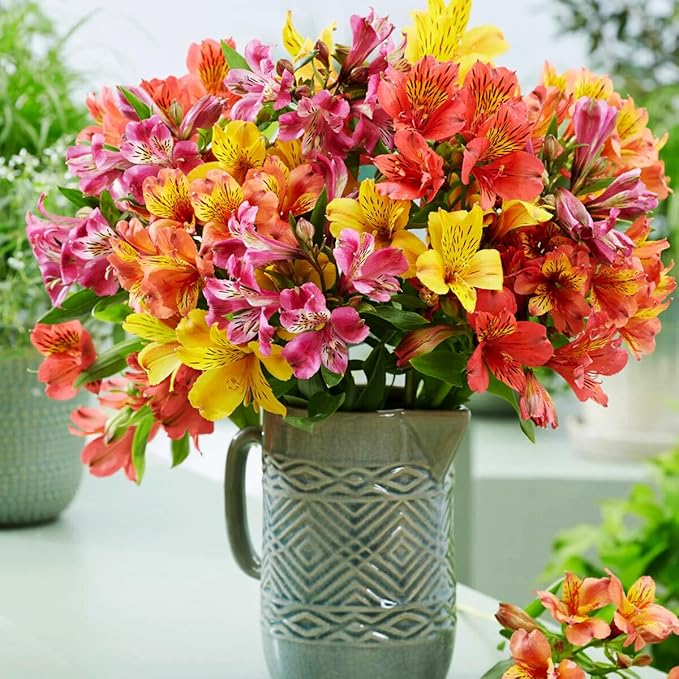 30+ Mixed Alstroemeria Seeds for Planting Outdoors-Perennial Peruvian Lily Flowers Planting for Garden Borders Containers Deer Resistant