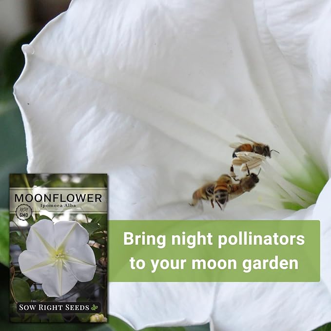 Sow Right Seeds - Moonflower (Ipomoea alba) Flower Seeds for Planting - Beautiful Flowers to Plant in Your Home Garden - Non-GMO Heirloom Seeds - Tall Annual Great for Cut Flowers - Wonderful Gift (1)