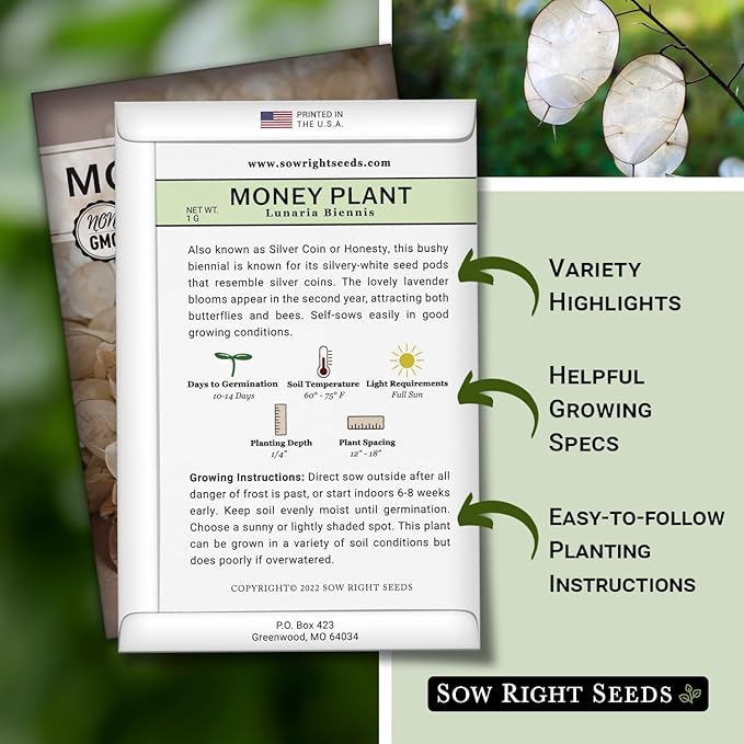 Sow Right Seeds - Money Plant Seeds - Honesty or Silver Coin Plant - Non-GMO Heirloom Seeds - Indoor or Outdoor - Full Instructions for Planting and Growing a Flower Garden - Great Gardening Gift (2)