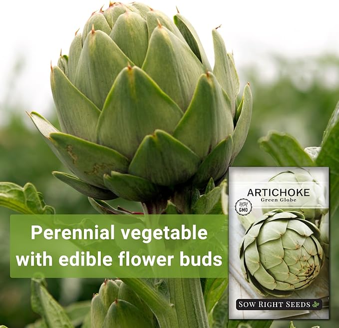 Sow Right Seeds - Artichoke Green Globe Seeds for Planting - Non-GMO Heirloom Packet with Instructions to Plant and Grow an Outdoor Home Vegetable Garden - Perennial - Tall with Edible Flower Buds (4)