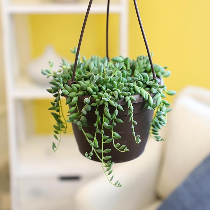 String of Bananas Succulent, Hanging Plants Live Succulents Plants Live Houseplants, Hanging Planter Basket, Mini Succulents Live Plants Indoor Plants in Plant Basket by Plants for Pets