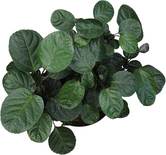 8" Fabian Stump Aralia, Rare House Plants Live Indoor House Plants, Exotic House Plants Indoors Live Plants Indoor, Rare Plants Live Houseplants Live Indoor Plants Live Houseplants by Plants for Pets