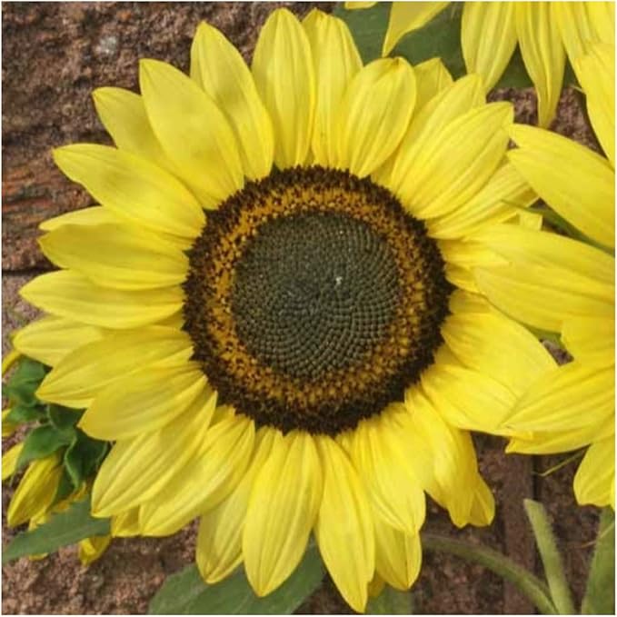 Seed Needs, Sunflower Seed Packet Variety Collection (3 Individual Varieties for Planting) Red Sun, Velvet Queen & Lemon Queen