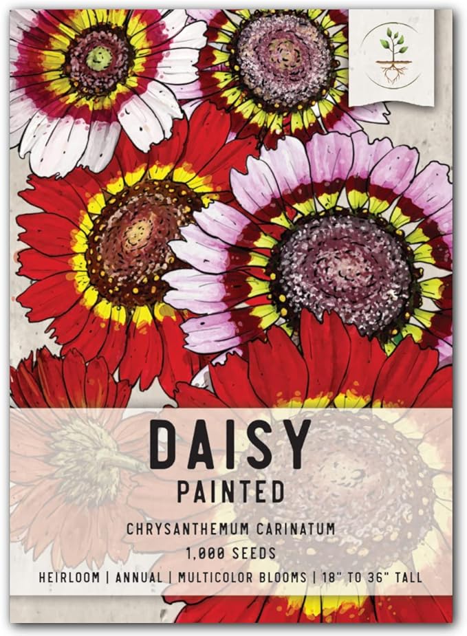 Seed Needs, Painted Daisy Seeds - 1,000 Heirloom Seeds for Planting Chrysanthemum carinatum - Bi-Colored Blooms to Plant a Butterfly Garden for Attracting Pollinators (1 Pack)