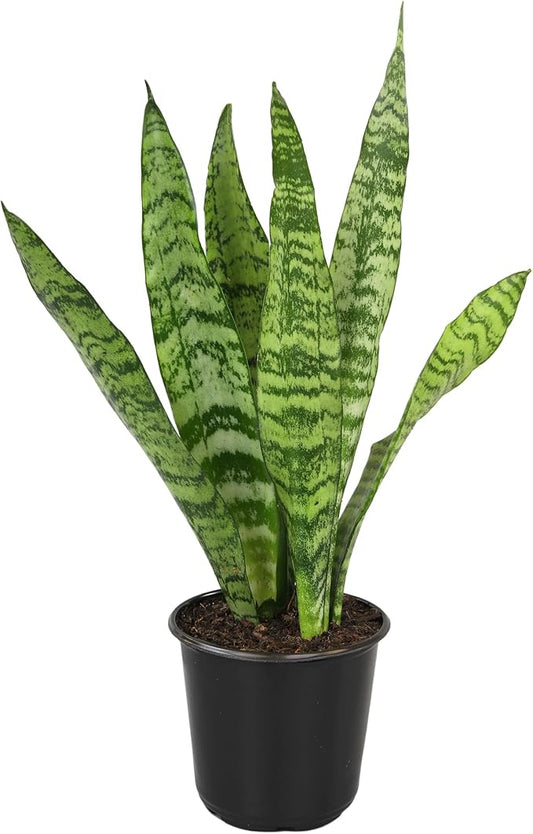 Altman Plants Sansevieria Zeylanica Variegated Snake Plants (Approx. 6" Tall), Easy Plant, Air Purifying Plant & Desk Plant Decor, Low Light Live Snake Plant Live Plants, Indoor Plants & Houseplants