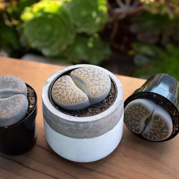 Altman Plants XL Giant Living Stones Succulents (8PK) Lithops Live Plants & Real Succulents, Pet Safe Plants & Live Succulent Plants, Pet Friendly Plants, Live Plants in 2.5" Pots with Succulent Soil