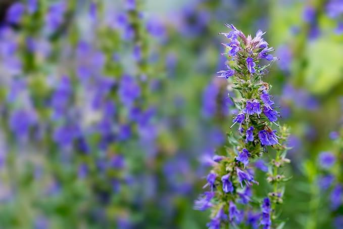 TKE Farms & Gardens - Hyssop Seeds for Planting, 500+ Non-GMO Heirloom Herb Seeds, Aromatic Medicinal Herb with Minty Flavor, Easy to Grow, Attracts Pollinators, Instructions Included, Qty 1