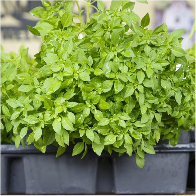 Seed Needs, Culinary Basil Herb Seed Packet Collection (8 Individual Basil Seed Varieties for Planting) Non-GMO & Untreated