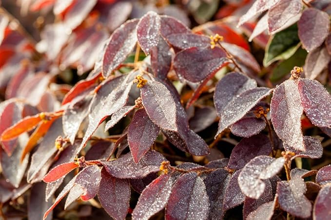 Zhuzhou LOROPETALUM - Size: 1 Gallon, Live Plant, Includes Special Blend Fertilizer & Planting Guide