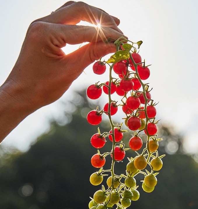 Burpee 'Red Currant', Red Cherry Tomato, Sweet Flavor, 60 Non-GMO Seeds