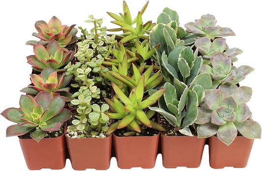 Altman Plants, Bulk Succulents Plants Live Houseplants (20PK), Live Succulents Live Plants Live House Plants Indoors Live, Live Cactus Plants Live Succulent Plants Live Indoor Plants Live Houseplants