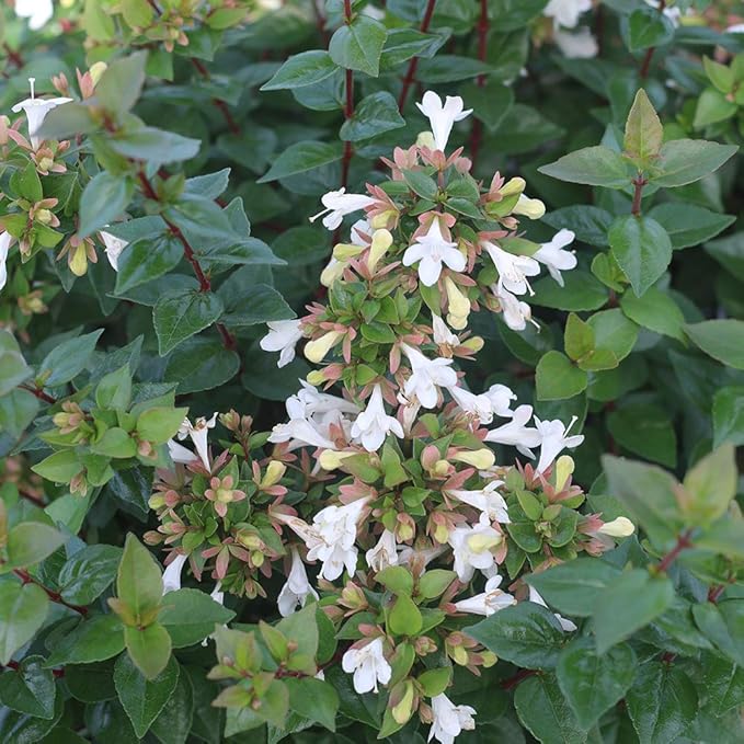 PERFECT PLANTS Edward Goucher Abelia Live Plant, 1 Gallon, Includes Care Guide