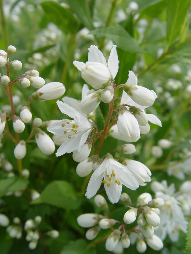 Proven Winners - Deutzia Yuki Snowflake (Yuki Snowflake Deutzia) Shrub, white flowers, #3 - Size Container