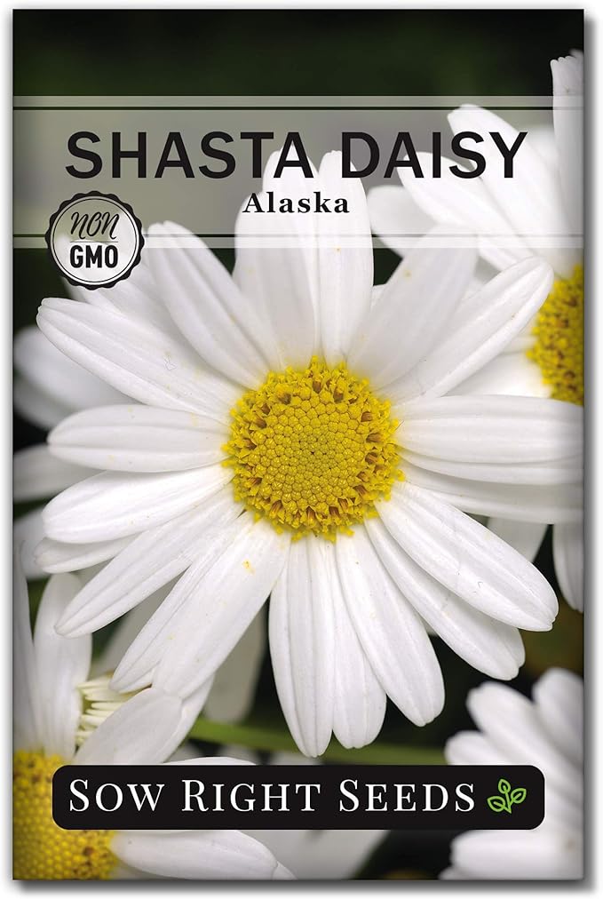 Sow Right Seeds - Shasta Daisy Flower Seeds for Planting - Non-GMO Heirloom Packet with Instructions - Attract Butterflies and Excellent for Cutting - White Blossom with Yellow Centers (1)