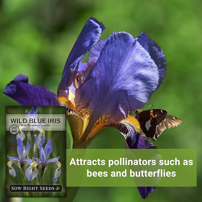 Sow Right Seeds - Wild Blue Iris Flower Seeds for Planting - Florist Favorites - Beautiful Flowers to Plant in Your Garden - Non-GMO Heirloom Seeds - Native Perennial - Wonderful Gardening Gifts (1)
