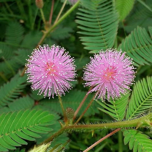 300+ Sensitive Plant Seeds - Heirloom Non-GMO Seeds for Planting Microgreens Herb Seeds for Indoor/Outdoor Garden