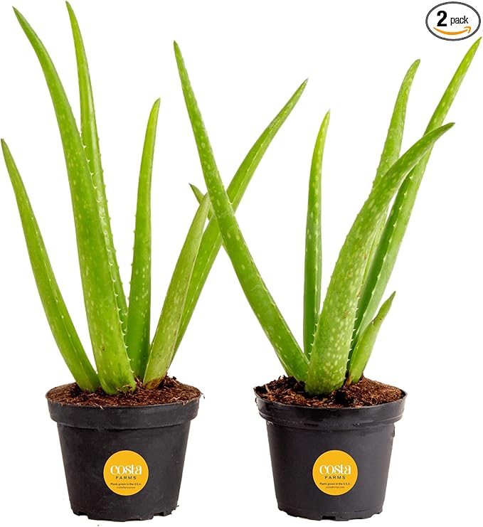 Costa Farms Aloe Vera (2 Pack), Live Succulent Plant, Easy Care Indoor Houseplant in Grower Pot, Natural Room Air Purifier in Soil, Living Room or Office Décor, New House Warming Gift, 12-Inches Tall