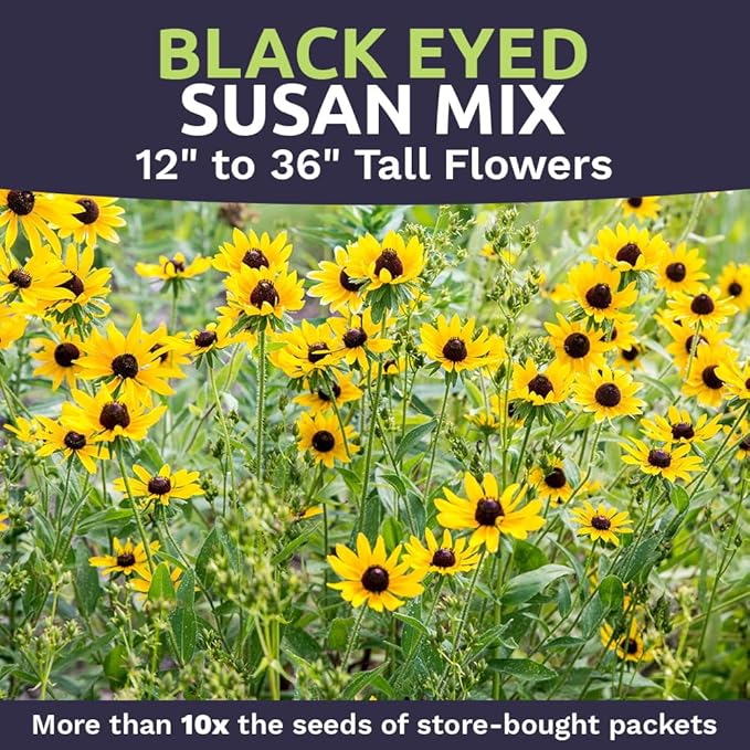 Black Eyed Susan Seeds – Bulk Quarter Pound Bag – Over 400,000 Open Pollinated Non-GMO Wildflower Seeds – Rudbeckia hirta