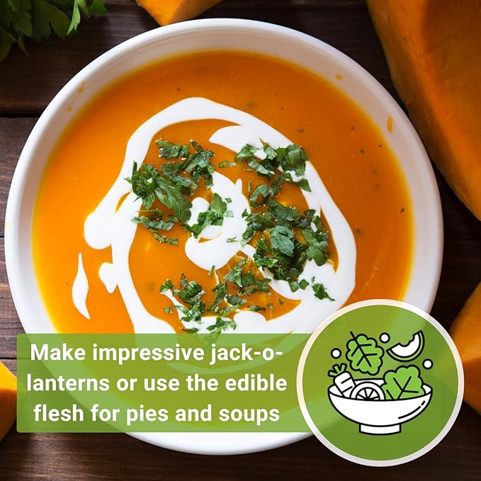 Sow Right Seeds - Big Max Pumpkin Seeds for Planting - Non-GMO Heirloom Packet with Instructions to Plant a Home Vegetable Garden - Decorative Autumn Variety for Carving - Giant Fast Growing (2)