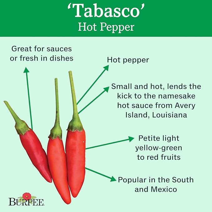 Burpee Tabasco Hot Pepper Seeds 30 seeds