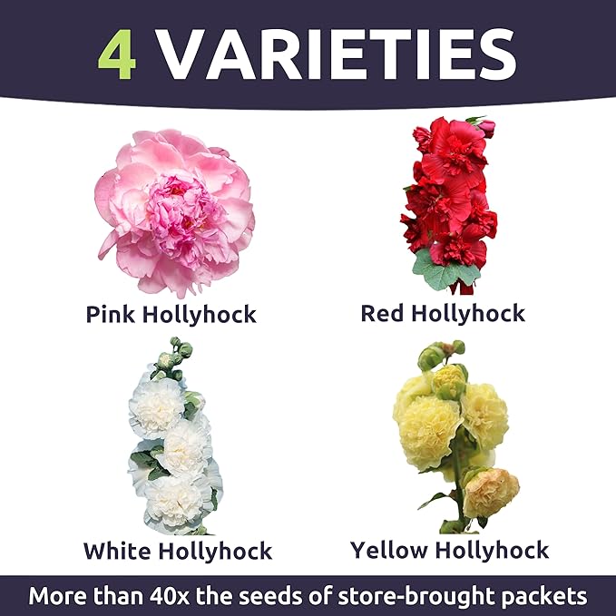 Hollyhock 'Chater's Double' Mix - Bulk 2 Ounce Pouch - 6,000 Flower Seeds for Planting - Alcea rosea