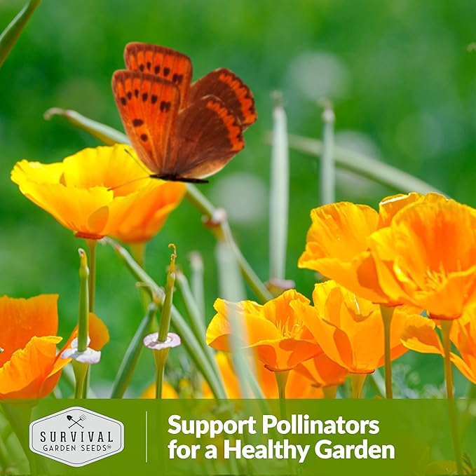 Survival Garden Seeds 1 Packet California Poppy for Planting - Seed Packs with Instructions to Grow Eschscholzia Californica Plants in Your Home Flower Garden - Non-GMO Heirloom Wildflower Variety