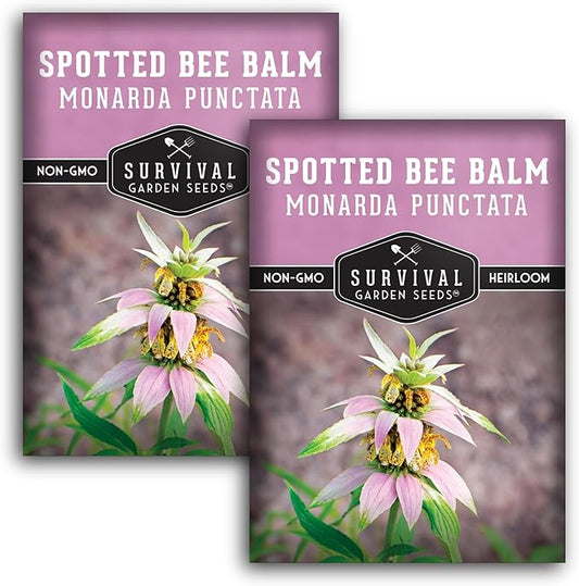 Survival Garden Seeds - Spotted Bee Balm Seed for Planting - 2 Packs with Instructions to Plant & Grow Monarda Punctata Your Home Herb Garden - Dotted Mint Wildflower Non-GMO Heirloom Variety