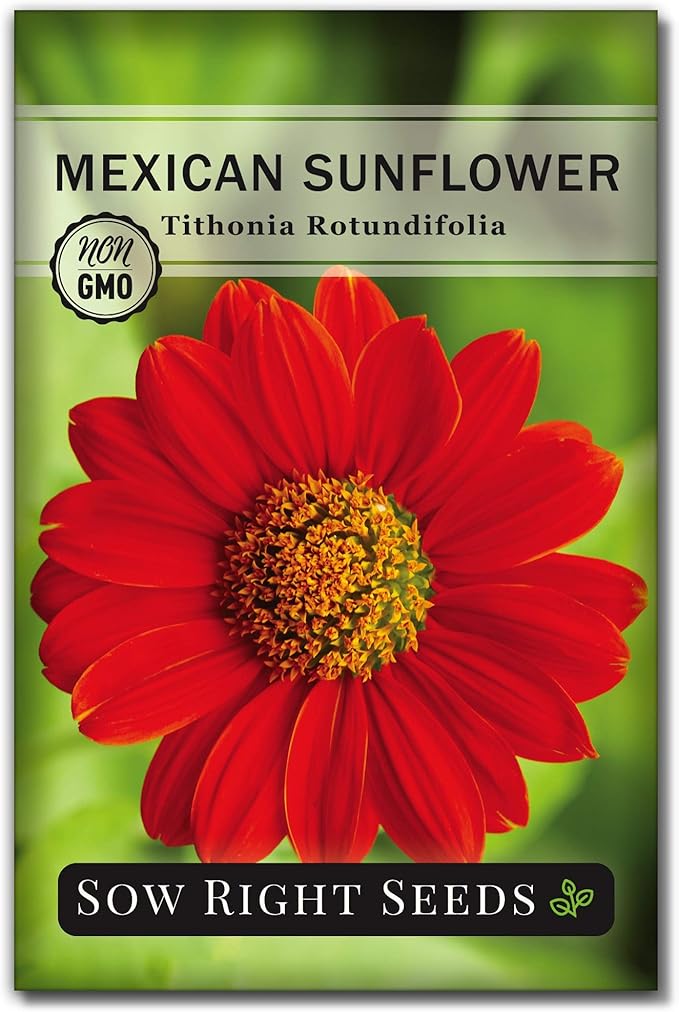 Sow Right Seeds - Mexican Sunflower Seeds for Planting - Non-GMO Heirloom Packet with Instructions for Growing - Bright Orange Blooms, Super Tall Stalks - Enjoys Outdoors or Indoors as Cut Flower (1)
