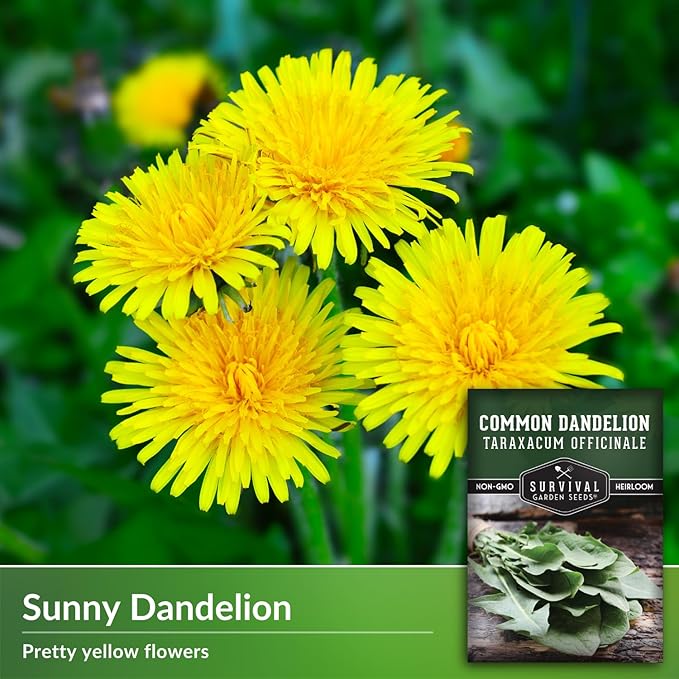 Survival Garden Seeds Common Dandelion Seed - 2 Packs with Instructions to Plant & Grow Nutritious Medicinal Plants & Leafy Greens in Your Home Herb or Vegetable Garden - Non-GMO Heirloom Variety