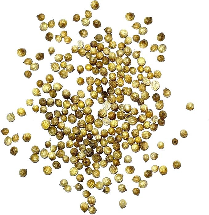 Seed Needs Cilantro Seeds for Planting Coriander Kitchen Herbs - Non-GMO, Heirloom & Untreated - Organically Grow a Home Grown Herb Garden Indoors or Outdoors (2 Packs)