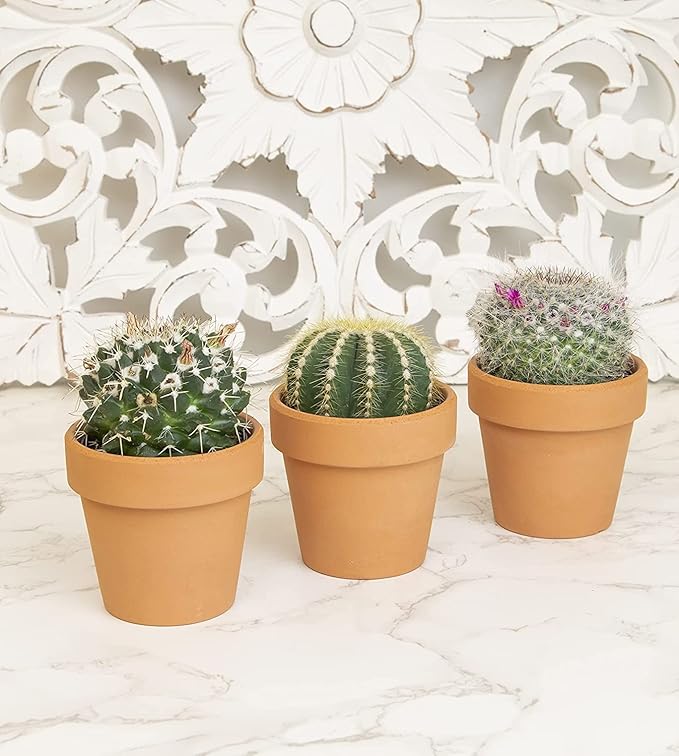 Cactus Plants Live in Clay Pots for Plants (3 PK), Live Cactus in Cactus Soil Potting Mix, Mini Cactus Succulents Plants Live Cacti, Cactus Live Succulents in Succulent Cactus Pot by Plants for Pets