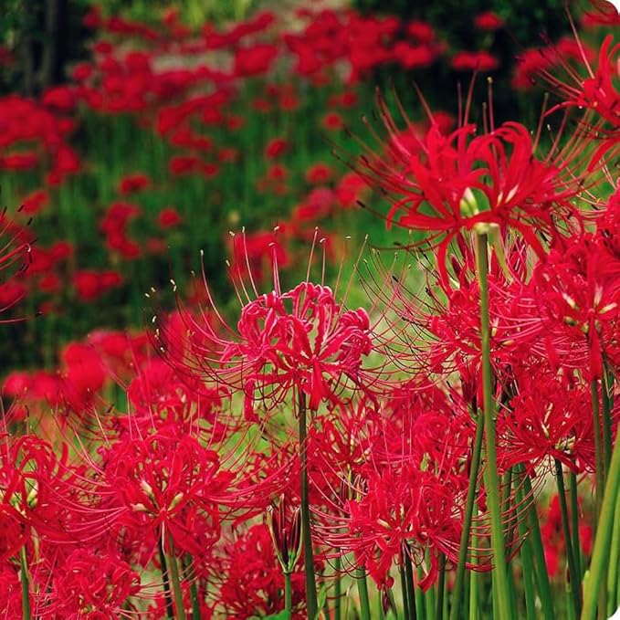 3pcs Red Lycoris Radiata Bulbs Nerine Bowdenni Bulbs Red Bowden Lily Bulbs Red Spider Lily Hardy Easy to Plant Red Cornish Lily Bulbs