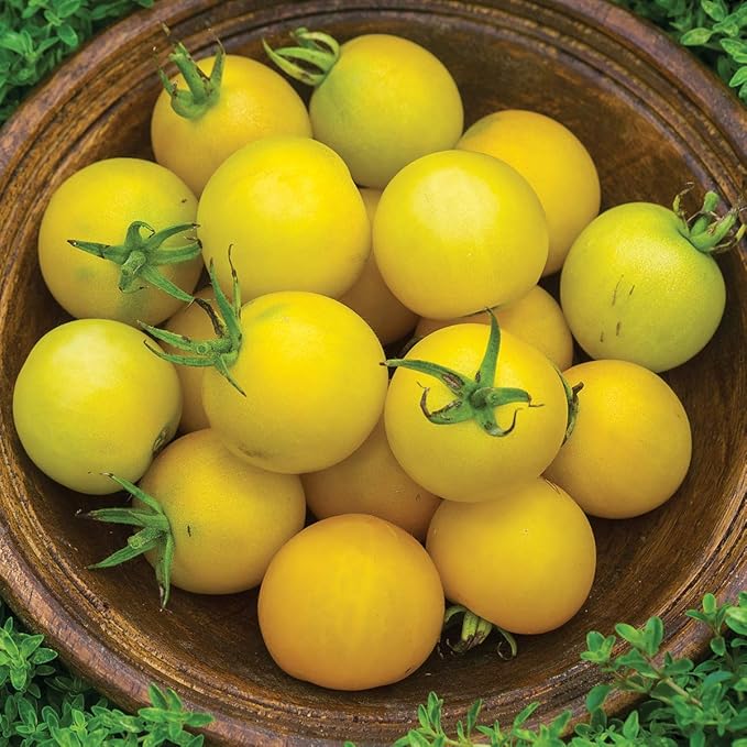 Burpee 'Honey Delight' Hybrid | Yellow Slicing Saladette Tomato | 50 Non-GMO Seeds