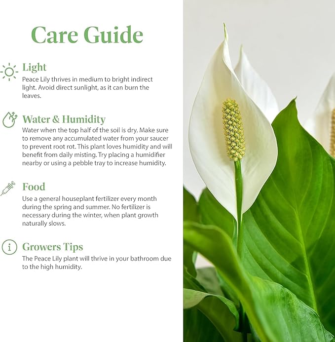 American Plant Exchange Spathiphyllum Peace Lily Live Plant, Indoor Flowering Houseplants, 4-Inch Pots, 2 Pack, Pot Covers, Easy Care, Low Light, Perfect for Housewarming, Sympathy, or Party Gifts