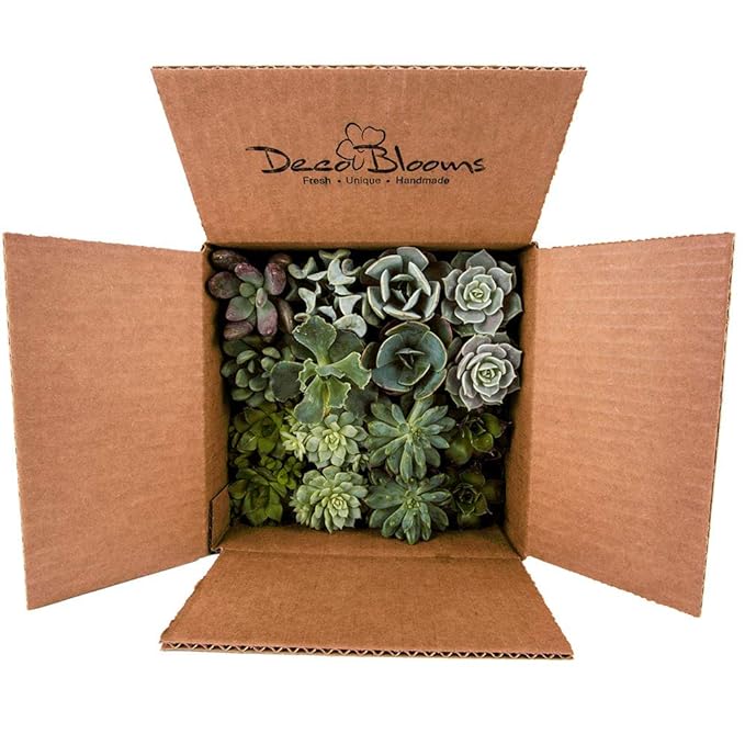 DecoBlooms Unique Succulent Plants (Collection of 16) - Fully Rooted in Planter Pots with Soil - Real Live Potted DIY Assorted Succulents