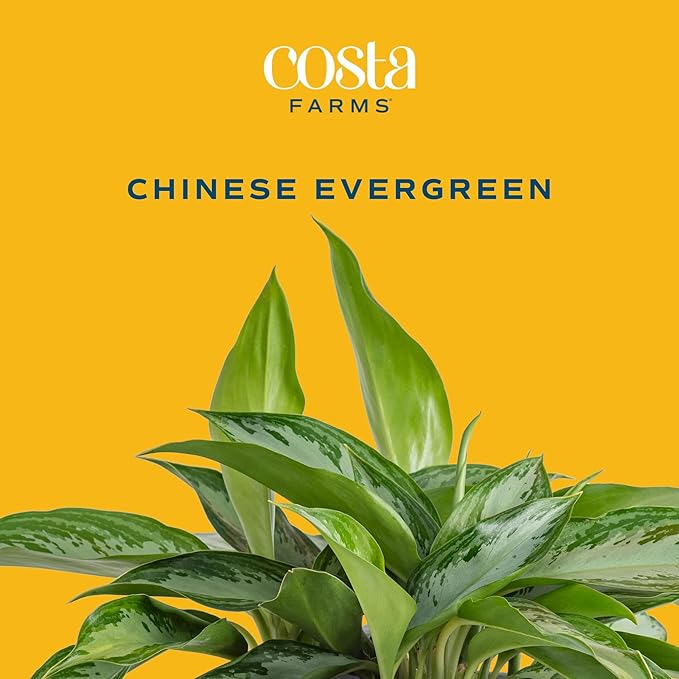 Costa Farms Aglaonema, Chinese Evergreen, Live Indoor Plant, Potted in Grower's Pot, 30-Inches Tall