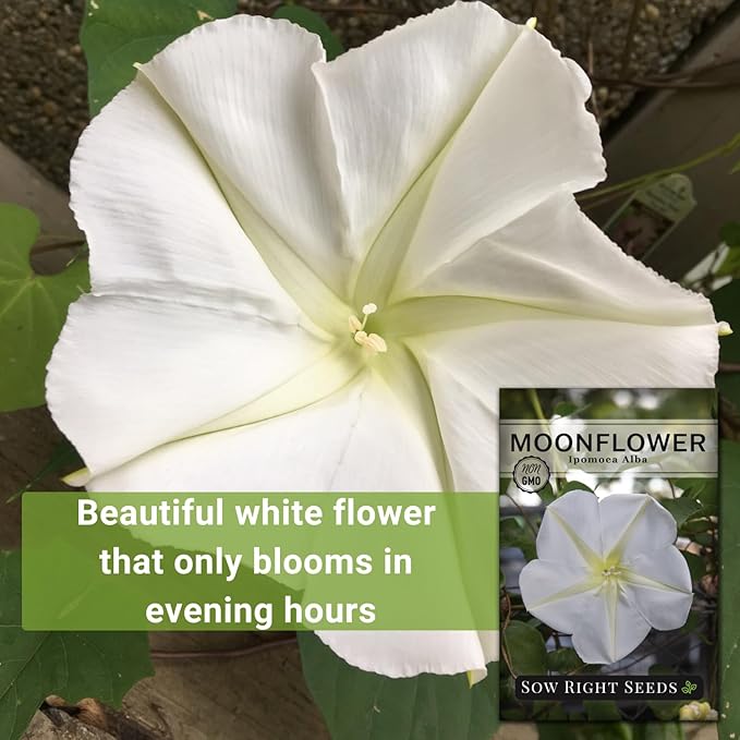 Sow Right Seeds - Moonflower (Ipomoea alba) Flower Seeds for Planting - Beautiful Flowers to Plant in Your Home Garden - Non-GMO Heirloom Seeds - Tall Annual Great for Cut Flowers - Wonderful Gift (3)