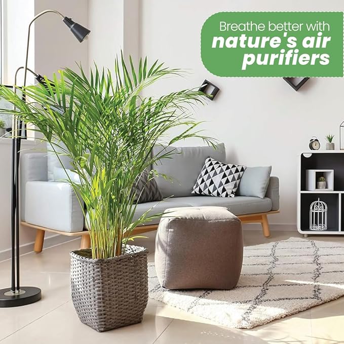 American Plant Exchange Areca Palm Tree Live Plant, 10-Inch Pot, Air Purifying Indoor Houseplant