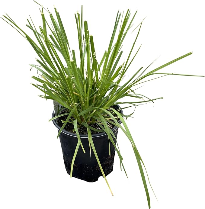 Live Ornamental Perennial Grass - Pink Pampas (2 Per Pack), Showy Accent Plant, 12" Tall by 6" Wide in 1.5 Quart Pot