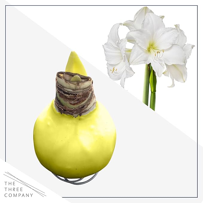 Waxed Amaryllis Bulb - Yellow Wax, White Blooms - Easy Care - No Watering Needed! Beautiful Spring Décor