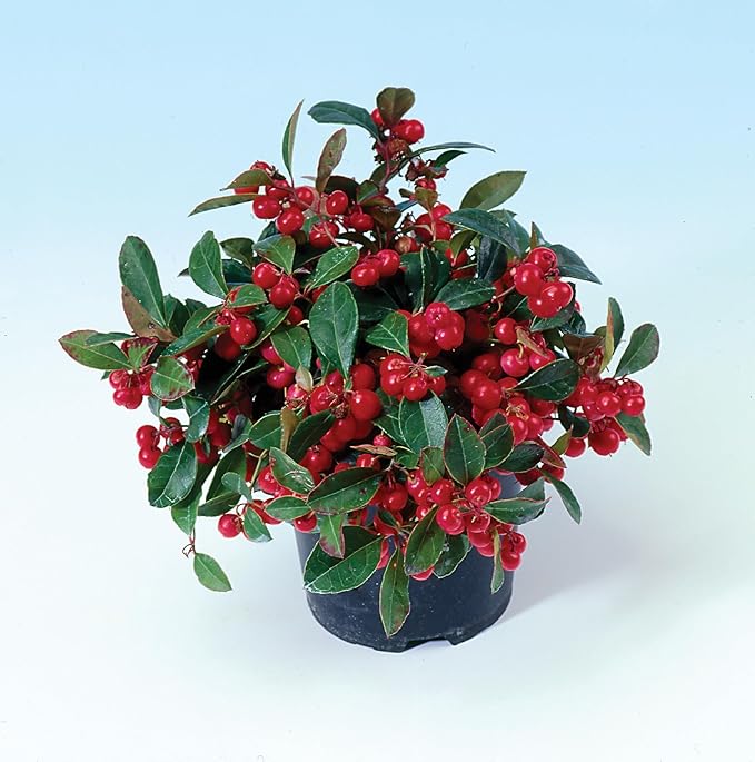 Burpee Live Herb | Real Red Berries | Wintergreen Minty Scent | Perfect Plant for both Winter (indoor) & Spring (outdoor) | Edible After Next Growth Cycle